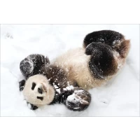 Panda | animals postcards