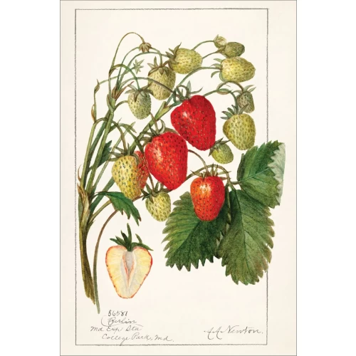 Postcard #1029 | Strawberries