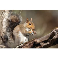 Postcard #1094 | Squirrel