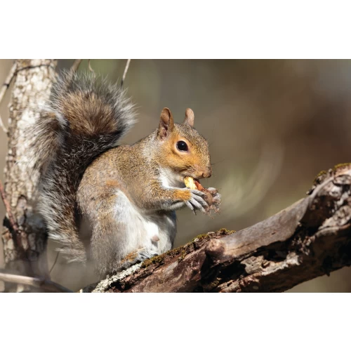 Postcard #1094 | Squirrel