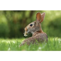 Postcard #1095 | Rabbit