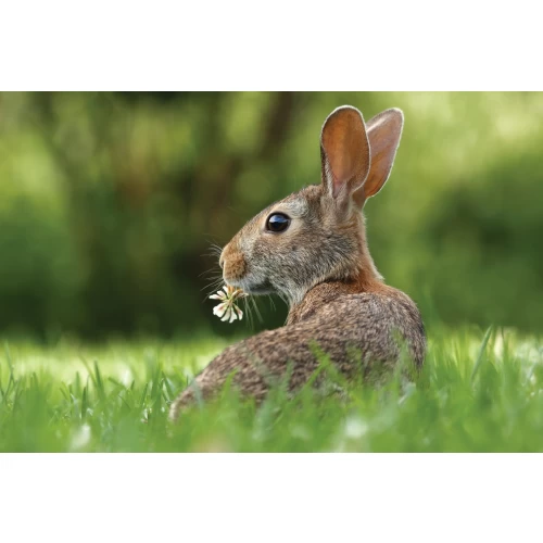 Postcard #1095 | Rabbit