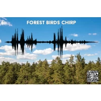 Postcard #1097: Forest birds chirp