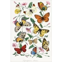 Postcard #1098 | Butterflies and Moths