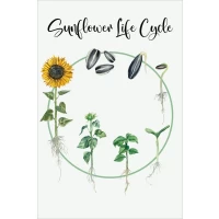 Postcard #1109 | Sunflower Life Cycle