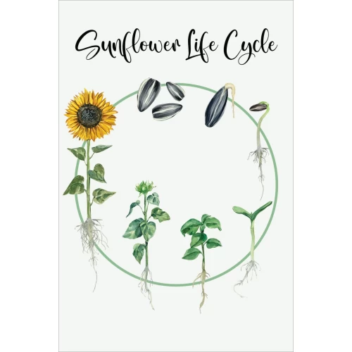 Postcard #1109 | Sunflower Life Cycle