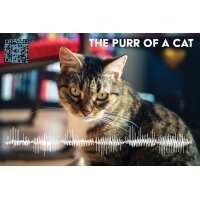 Postcard #1114: The Purr of a Cat