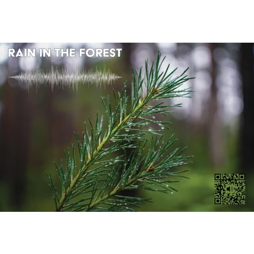 Postcard #1115: Rain in the forest