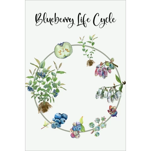 Postcard #1143 | Blueberry Life Cycle