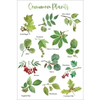 Postcard #1150 | Common Plants