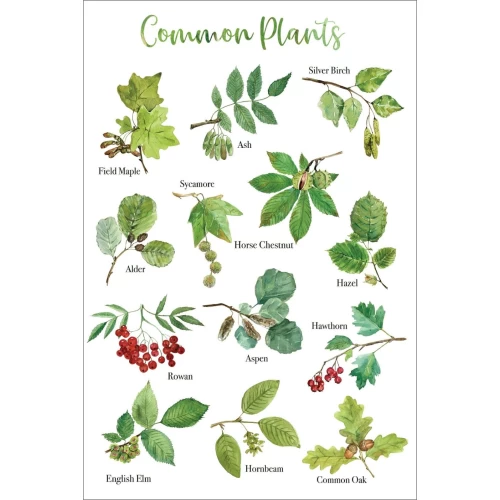 Postcard #1150 | Common Plants