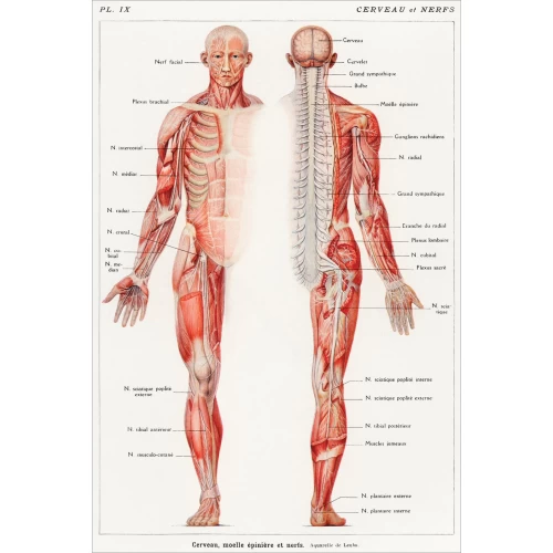 Postcard #1199 | Human Nervous System