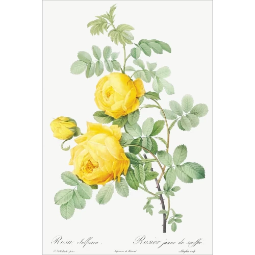 Postcard #1202 | Rosa Hemisphaerica