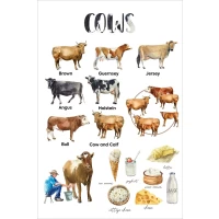 Postcard #1206 | Cows