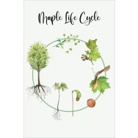 Postcard #1207 | Mapple Life Cycle