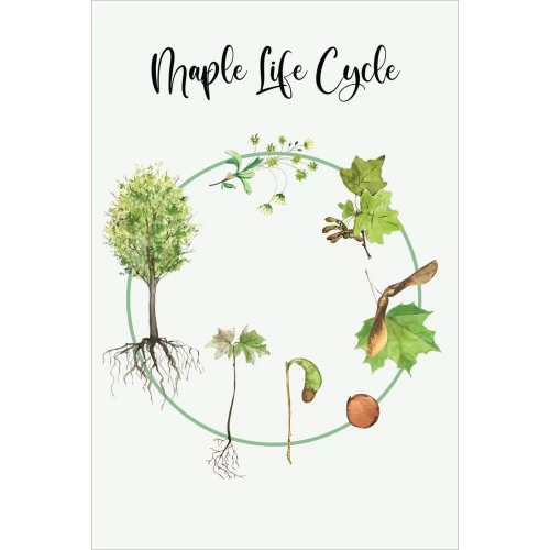 Postcard #1207 | Mapple Life Cycle