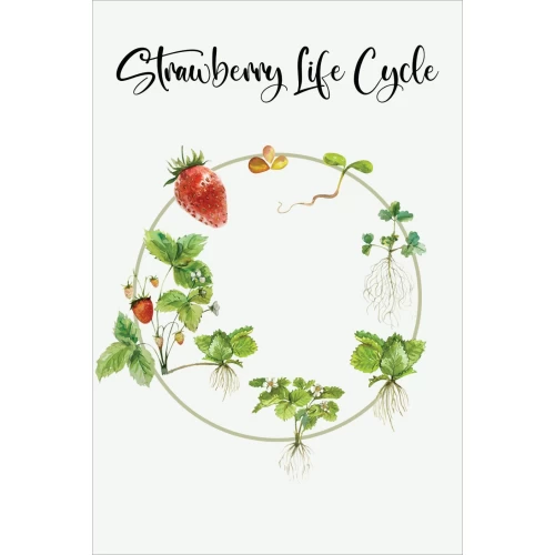 Postcard #1260 | Strawberry Life Cycle