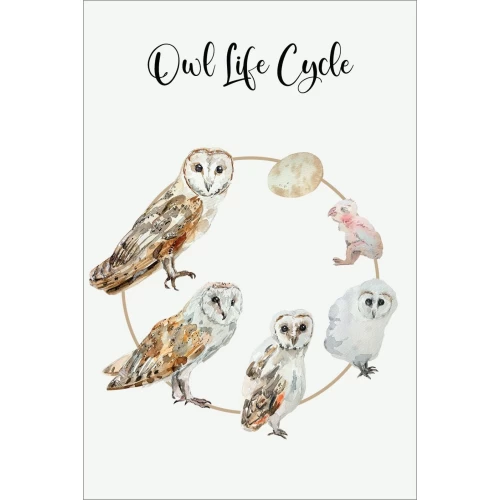 Postcard #1309 | Owl Life Cycle
