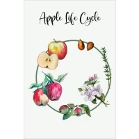 Postcard #1348 | Apple Life Cycle