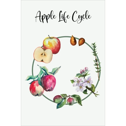 Postcard #1348 | Apple Life Cycle