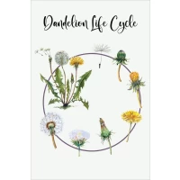 Postcard #1349 | Dandelion Life Cycle