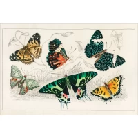 Postcard #1354 | Collection of Various Butterflies