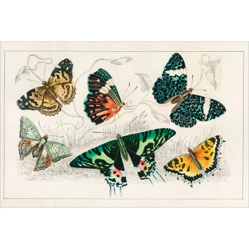 Postcard #1354 | Collection of Various Butterflies