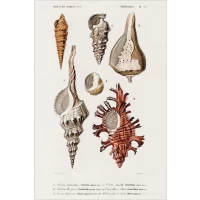 Postcard #1355 | Different types of Mollusks