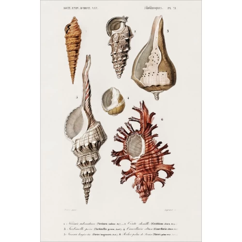 Postcard #1355 | Different types of Mollusks