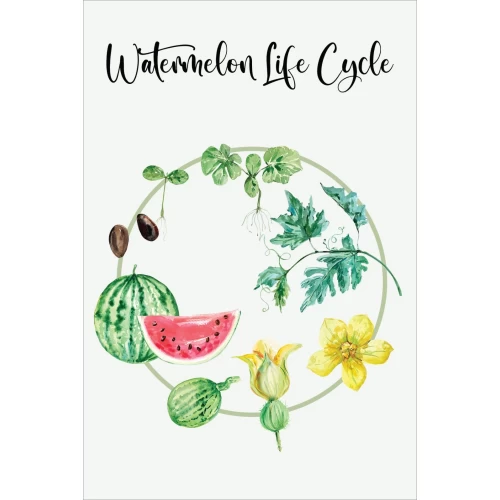 Postcard #1425 | Watermelon Life Cycle
