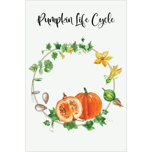 Postcard #1475 | Pumpkin life cycle