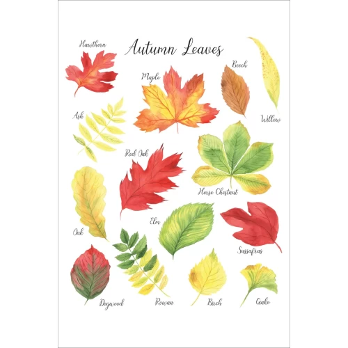 Postcard #1514 | Autumn Leaves