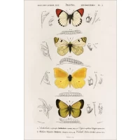 Postcard #1576 | Different types of Butterflies