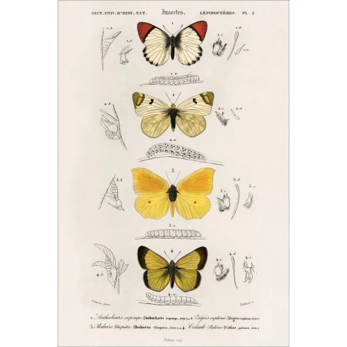 Postcard #1576 | Different types of Butterflies