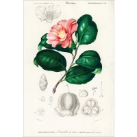 Postcard #1577 | Camellia Japonica