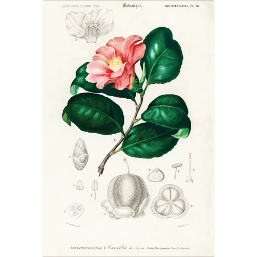 Postcard #1577 | Camellia Japonica