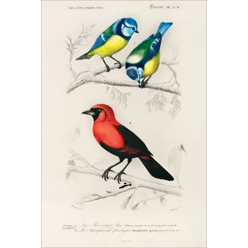 Postcard #1578 | Birds