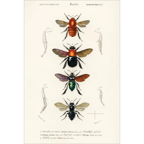 Postcard #1581 | Different types of Insects