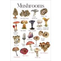 Postcard #1612 | Mushrooms