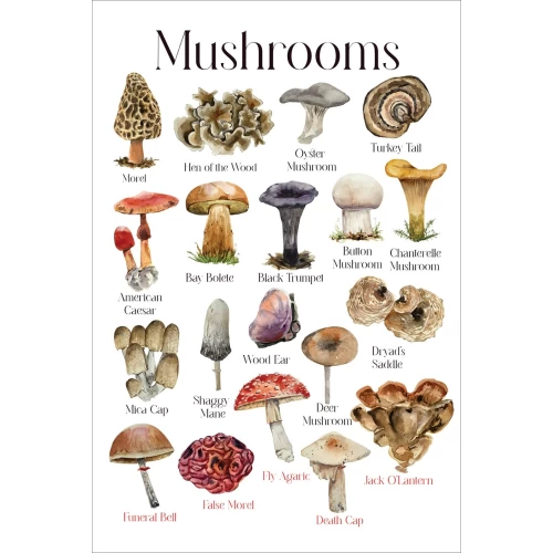 Postcard #1612 | Mushrooms