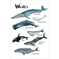 Postcard #1613 | Whales