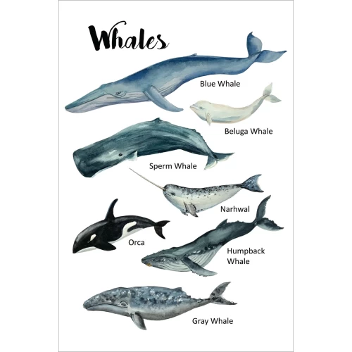 Postcard #1613 | Whales
