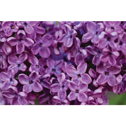 Spring postcard