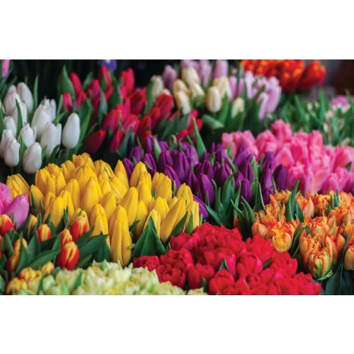 Tulips postcards
