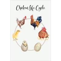 Postcard #1778 | Chicken Life Cycle