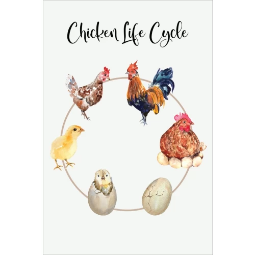 Postcard #1778 | Chicken Life Cycle