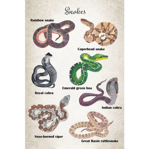 Postcard #1804 | Snakes