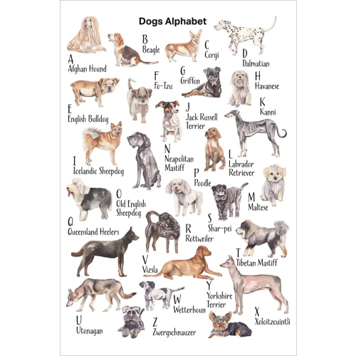 Postcard #1846 | Dog's Alphabet