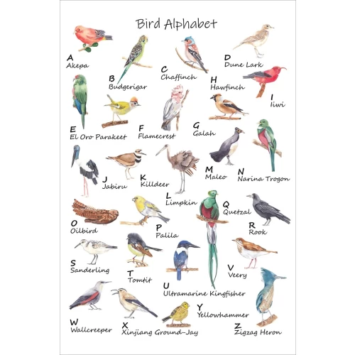 Postcard #1860 | Bird Alphabet