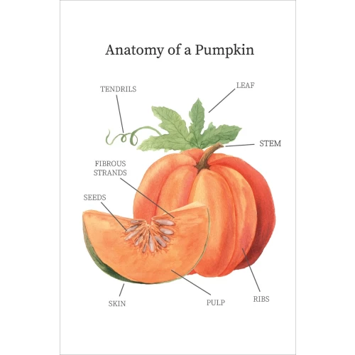 Postcard #1907 | Anatomy of a Pumpkin